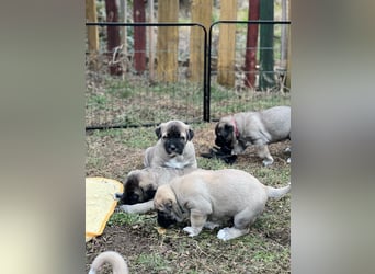 Kangal-Welpen suchen liebevolles Zuhause