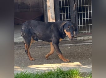 YARO – VORSICHTIGER JUNGHUND MIT SANFTEM WESEN
