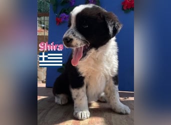 Shira,geb.02/25,pütziges Hundemädchen sucht ihre Familie