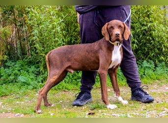 Emilio  - Pointer-Mix, lieb und verträglich