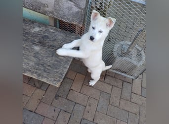 Akita-Husky Welpen