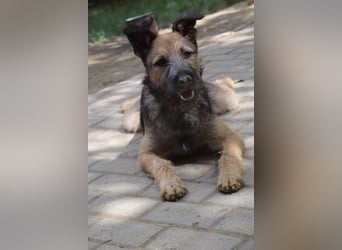 Jamie - ein toller, freundlicher, neugieriger Junghund