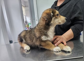 LOTTI sucht ein Zuhause