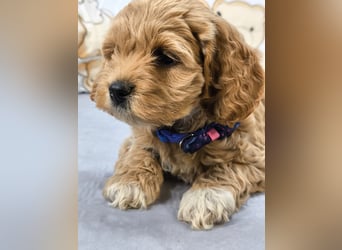Schöne Cockapoo-Welpen