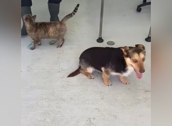 Robin - freundlicher, ruhiger, katzenverträglicher Dackel-Terrier-Mix Rüde / z.Zt. noch in Rumänien