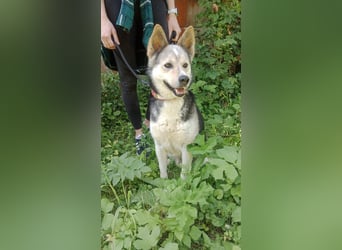 Bertie - der freundliche Huskymischling sucht Menschen die seine Bedürfnisse kennen