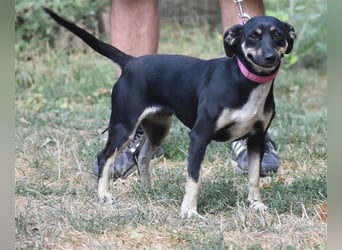 Liebe kleine Pinscher-Mixhündin „Hera“, ca. 09.2022 geb., sucht Körbchen