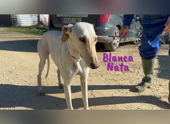 Blanca Nata 10/2023 (in Deutschland) - aufgeschlossene und unkomplizierte Traumgalga!