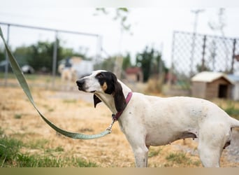 Mila - sanftes Jagdhundherz sucht sportliches Zuhause