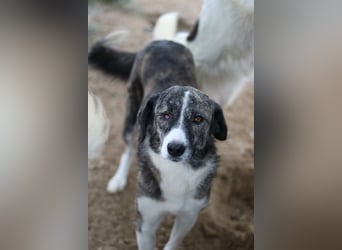 Rafaeli, geb. ca. 03/2021, lebt in GRIECHENLAND, im städt. Tierheim Serres