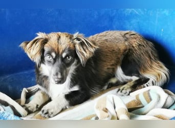 Alena, Dackel/ Chihuahua Mix, geb. 2024, sensible Junghündin sucht Zuhause