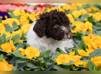 Lagotto Romagnolo Welpen, 6 Welpen suchen ein Zuhause