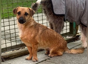 ♥ROSI♥ neu auf Pflegestelle bei Köln - ganz liebe, etwas zurückhaltende kleine Hündin 30cm