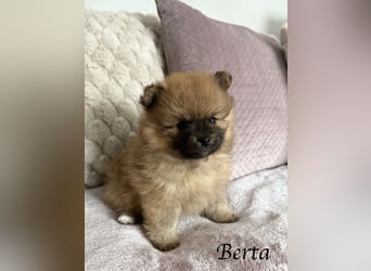 Berta – die Teddybär-Dame mit Goldherz