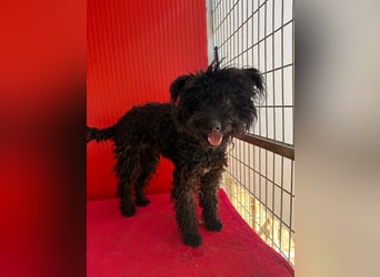 Casper, Puli-Pudel-Mix, Rüde, geb. am. 05.08.2024, 43 cm, 11 kg