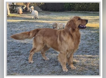 Golden Retriever Welpen vom Thüringer Wald