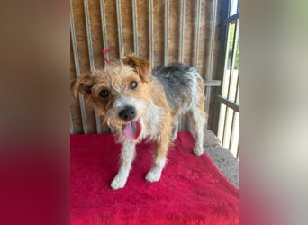 Figo, Foxterrier-Mix, Rüde, geb. am 01.01.2024, 40 cm