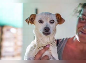 Adela – kleine Hundedame sucht ihr erstes richtiges Zuhause