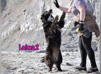 Laima2 01/2021 - sportliche und aufmerksame, wunderschöne Border-Collie-Mix Hündin!