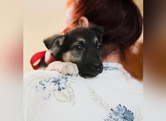 OFELIA-aufgeschlossenes, kleines Hundemädchen, entdeckt mutig seine neue Welt-sucht ihr Zuhause