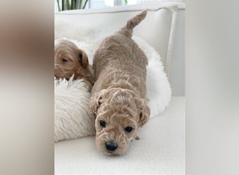 Traumhafte Maltipoo Welpen F1 Malteser Pudel