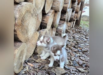 Zauberhafte Pomsky Welpen in echter Minihusky-Optik