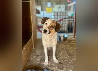 FINA, Hündin, 2,5 Jahre, 40 cm, Mischling, Tierschutz