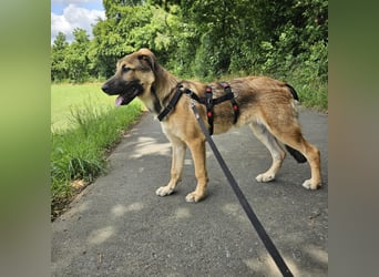 Leander,geb.02/25,lieber Hütehundmix sucht seine Familie,bereits auf PS in 57271 Hilchenbach