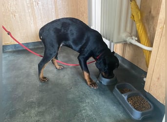 Axel, sucht eine aktive Familie….