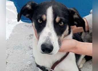 Naira, wartet schon so lange im Tierheim