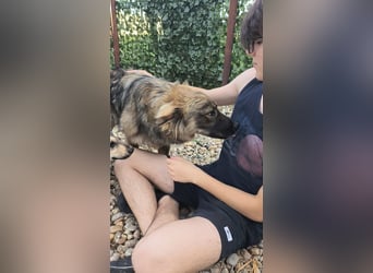 MAX - Traumhund sucht Traumzuhause