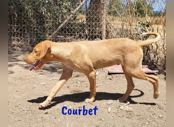 Courbet 11/2022 (ESP) - verspielter, hübscher Jagdhund-Mix Junghund!