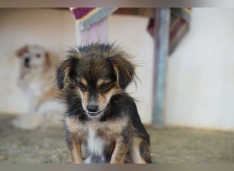 Bubu – kleiner Schatz mit großem Herzen