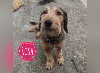Rosa