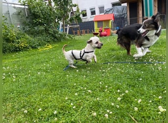 Paula - freundliche, aktive, katzenverträgliche Malteser Mix Hündin / Pflegestelle in Brakel