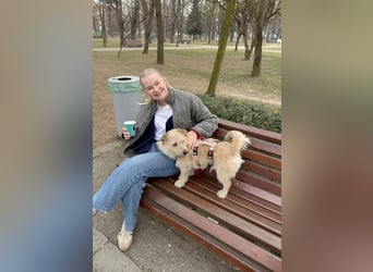 Kleiner David sucht seine Familie