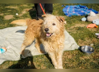 Messi, ein Hund mit viel Potential