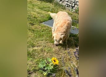Die goldige Lara wartet!