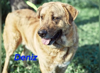 Deniz 09/2020 (ESP) - treuer, aufmerksamer und gehorsamer, großer Mastín Español!