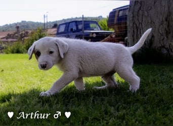 Annie und ihre Geschwister suchen ein Zuhause