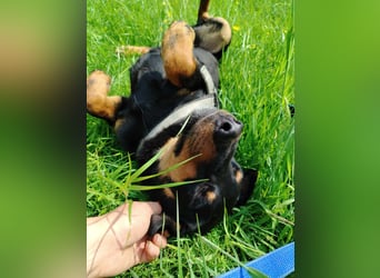 Hübscher Timmy sucht ein Zuhause oder eine Pflegestelle