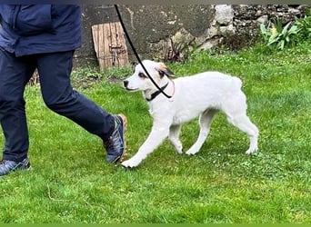 Englisch-Setter-Mix Welpe (Tierschutz)
