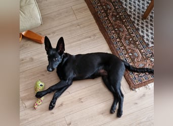 Leila wünscht sich ein Für-Immer-Zuhause