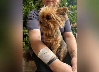 Pami, geboren 15.03.2017, 22cm sucht ihre Menschen