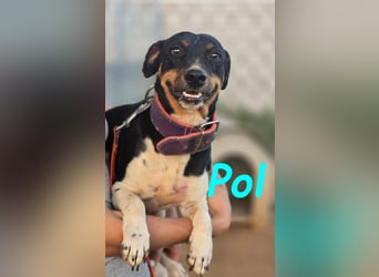Pol 01/2023 (ESP) - warmherziger und charmanter, kleiner Bodeguero Mix!