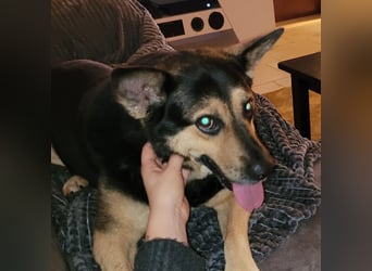 Schäferhundmischling Bono