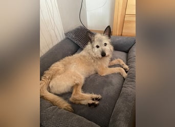 Arno sucht ein Zuhause