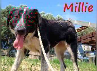 Millie geb. 09/2024 (GRC) - sanfte, verschmuste und verspielte Junghündin!