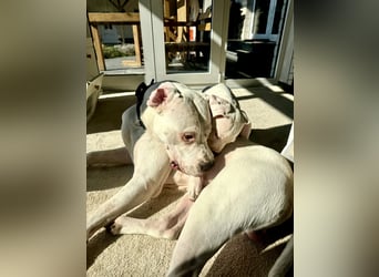 NEUE Welpen sind da.. die reinrassigen Dogo Argentinos mit Ahnenpass