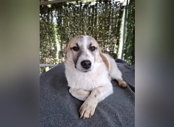 Linda - lebhafte, aktive, freundliche junge Hündin / z.Zt. noch in Rumänien